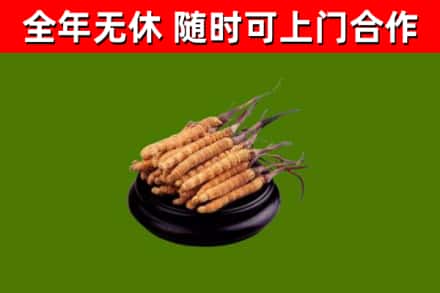 疏附烟酒回收冬虫夏草.jpg